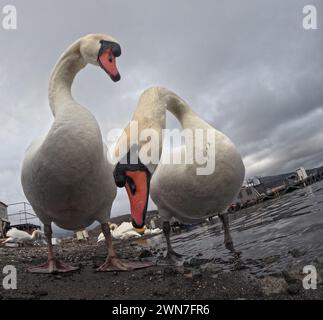 Neugierige Schwäne am Ufer des Lake Yamanaka, Region Fuji, Honshu, Japan Stockfoto