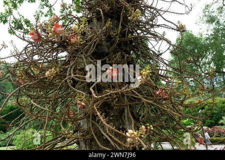 Botanischer Garten. Penang. Malaysia Stockfoto