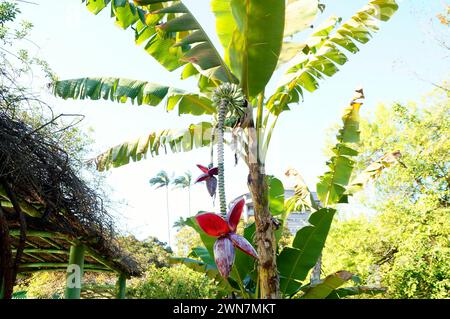 Banane Blume Stockfoto