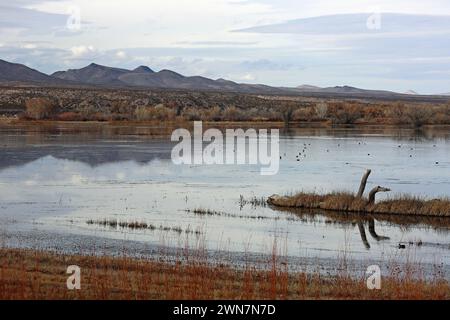 Feuchtgebiet in Bosque del Apache, New Mexico Stockfoto