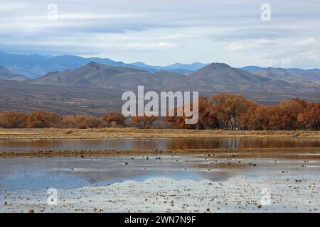 Landschaft im Feuchtgebiet von Bosque del Apache - New Mexico Stockfoto