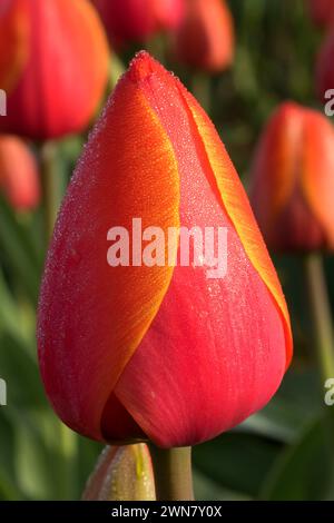 Ad Rem tulip mit Tau, Holz- Schuh Glühlampe Co., Clackamas County, Oregon Stockfoto