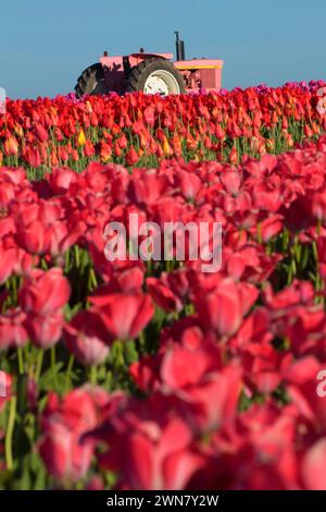 Tulpen mit Traktor, Holzschuh Glühlampe Co., Clackamas County, Oregon Stockfoto