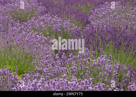 Lavendel, Wayward Wind Lavendel, Yamhill County, Oregon Stockfoto