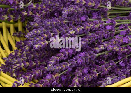 Lavendel im Korb, Wayward Wind Lavendel, Yamhill County, Oregon Stockfoto