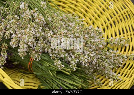 Lavendel im Korb, Wayward Wind Lavendel, Yamhill County, Oregon Stockfoto