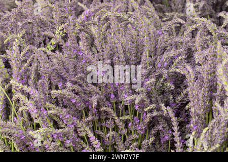 Lavendel, Wayward Wind Lavendel, Yamhill County, Oregon Stockfoto