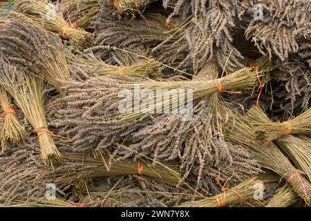 Lavendel, Wayward Wind Lavendel, Yamhill County, Oregon Stockfoto