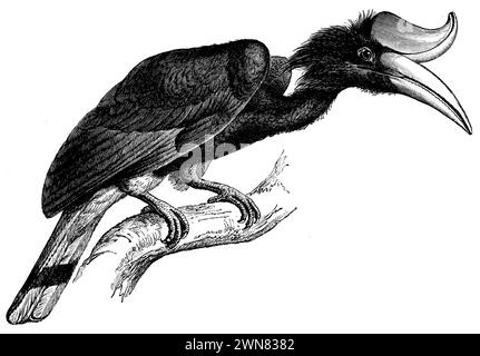 Großer Nashornvogel, Buceros bicornis, Mützel, G. (Evolutionsgeschichte, 1893), Doppelhornvogel, Calao bicorne Stockfoto