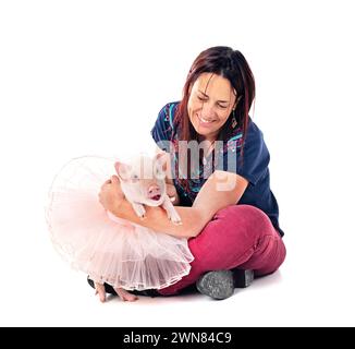 Rosafarbenes Miniaturschwein vor weißem Hintergrund Stockfoto