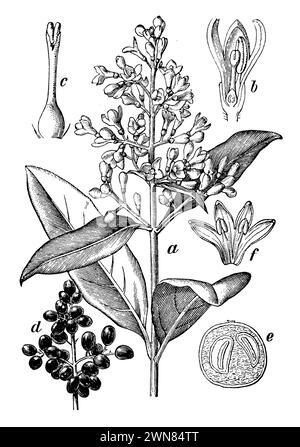 Wildholzbaum, ein blühender Zweig, b-Blüte im Längsschnitt, c pistil, d Fruchtzweig, e-Beere, quer geschnitten, f corolla and Staubgefäße., Ligustrum vulgare, (Botanik-Buch, 1898), Liguster, A Blütenzweig, b Blüte im Längsschnitt, c Stempel, d Fruchtzweig, e Beere, quer durchgeschnitten, f Blumenkrone und Staubgefäße, Troène commun, a rameau floral, b fleur en Coupe longitudinale, c pistil, d rameau fructifère, e baie coupée transversalement, f corolle et étamines Stockfoto