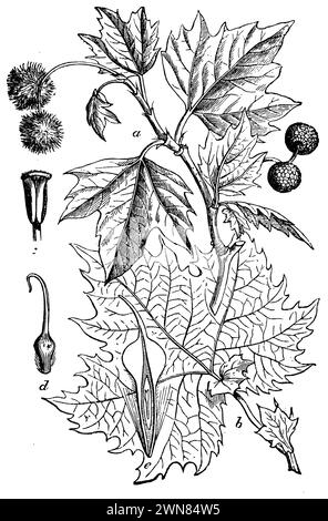 Platanus orientalis, ein blühender Zweig, b Blatt, verkl., c stamen, d pistil, e Average of Fruit, Platanus orientalis, (Botanik-Buch, 1898), Morgenländische Platane, A Blütenzweig, b Blatt, verkl., c Staubgefäß, d Stempel, E Durchschnitt der Frucht, platane d'Orient, a rameau floral, b feuille flétrie, c étamin, d pistil, e moyenne du Fruit Stockfoto