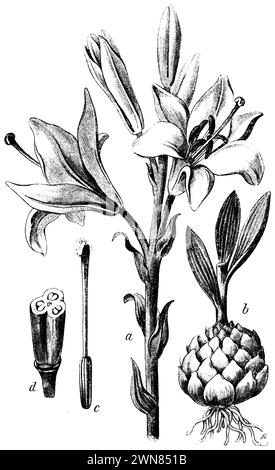 Madonna Lily, Lilium candidum, (Botanik-Buch, 1902), Madonnen-Lilie, A Stengel mit Blüten, b Zwiebel mit Wurzel und Stengel, c Stempel, d Frucht, quer durchschnitten, Lis blanc; Stockfoto