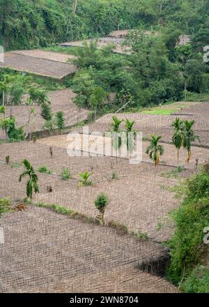 Vertikale Luftaufnahme des Betelblatts oder der Piper Betle, die unter einem Bambusdach wachsen und Schatten spenden, Maheshkhali Island, Cox's Bazar, Bangladesch Stockfoto