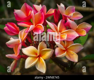 Nahaufnahme der hellorange rosa Plumeria oder Frangipani-Gruppe von Blumen auf natürlichem Hintergrund Stockfoto