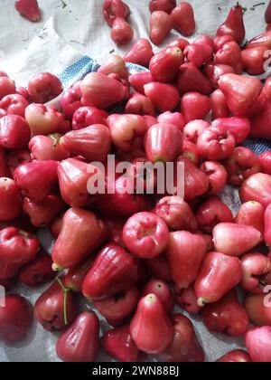 Nahaufnahme der Wasser-Guave-Frucht „Syzygium aqueum“, die hell rot mit einem frischen süßen Geschmack ist Stockfoto