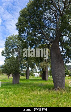 Queensland Bottle Trees in einem grasbewachsenen Feld mit einem klaren blauen Himmel im Hintergrund und einem Haus, das durch die Bäume sichtbar ist Cracow Queensland Australia Stockfoto