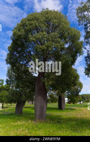 Queensland Flaschenbäume mit dicken Stämmen auf einer üppig grünen Wiese unter blauem Himmel mit verstreuten Wolken Stockfoto