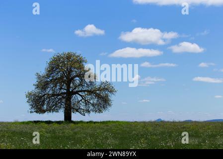 Einsamer Baum auf einer grünen Wiese unter blauem Himmel mit verstreuten Wolken während des Tages Stockfoto