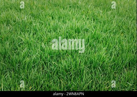 Feld mit wachsendem Weizen gesät Stockfoto