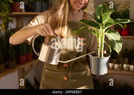 Mittelteil-Aufnahme einer fröhlichen Frau, die eine Schürze trägt, die Zimmerpflanze im Topf bewässert Stockfoto