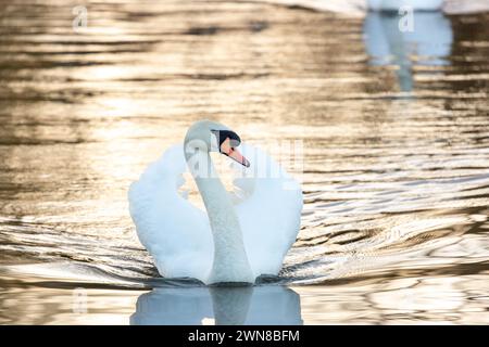 Nahaufnahme eines stummen Schwans, der am Linlithgow Loch, West Lothian, Schottland schwimmt Stockfoto