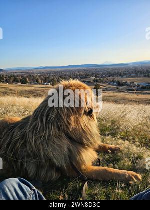 Großer Pelzhund ruht auf einem grasbewachsenen Feld in der Nähe der untergehenden Sonne Stockfoto