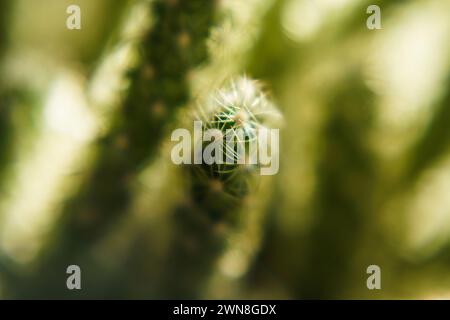 Kleiner grüner Kaktus. Nahaufnahme. Stockfoto
