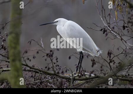 Kleiner Egret (Egretta garzetta), der in der Erle (Alnus glutinosa) Norfolk im Februar 2024 wohnt Stockfoto