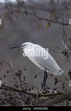 Kleiner Egret (Egretta garzetta), der in der Erle (Alnus glutinosa) Norfolk im Februar 2024 wohnt Stockfoto