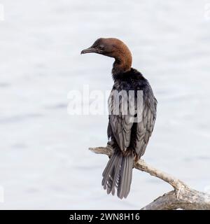 Pygmy Cormoran, Microcarbo Pygmaeus, Marano Lagunare, Riserva Naturale Valle Canal Novo, Italien Stockfoto