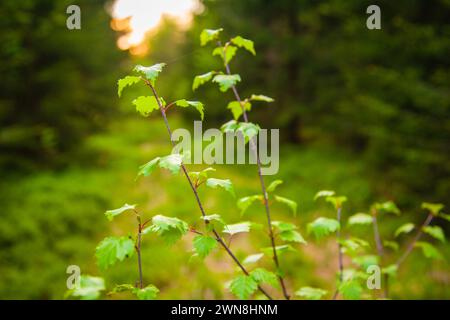 Frische Blätter auf einem Baumkeimling vor einem Wanderweg im Wald Stockfoto