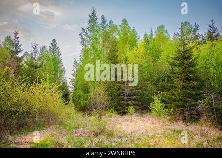 Nadelbäume im Wald Stockfoto