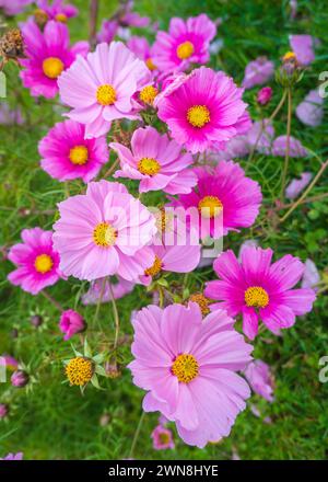 Rosa Kosmos Blumen wachsen im Garten. Weitwinkel-Draufsicht. Stockfoto