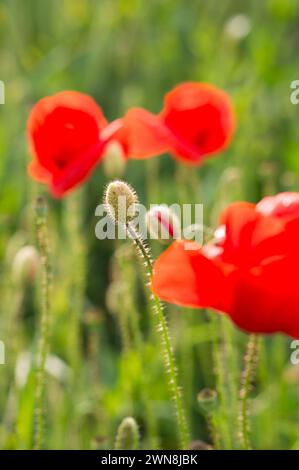 Schöne Mohnblumen auf einem Feld mit verschwommenem grünem Hintergrund Stockfoto