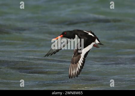 Austernfänger können im Sommer während der Brutsaison etwas zugänglicher sein, aber seien Sie vorsichtig, schnell weiterzufahren! Stockfoto