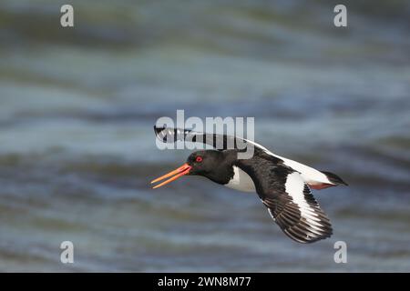 Austernfänger können im Sommer während der Brutsaison etwas zugänglicher sein, aber seien Sie vorsichtig, schnell weiterzufahren! Stockfoto