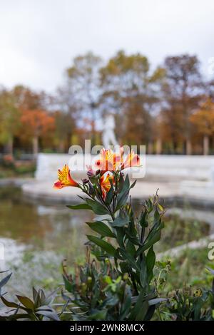 Eine Ansammlung peruanischer Lilien in einem Park Stockfoto