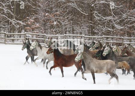 Stutenherde mit Fohlen, die schnell auf verschneiten Winterweiden im Freien galoppieren. Gruppe von Hauspferden, die im Winter auf der Winterwiese auf der ländlichen Ranch laufen. Stockfoto