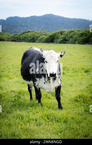 Schwarz-weiße Rinderkuh weidet auf grünem Gras in Kalifornien Stockfoto