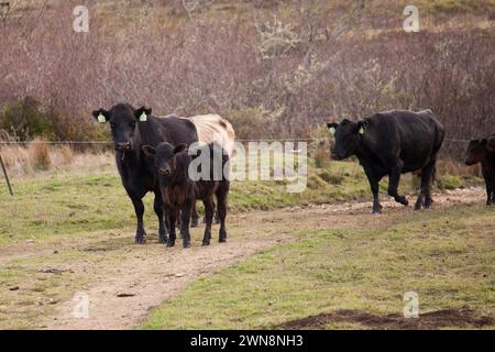 Mama Rinderkuh und ihr Baby Kalb weiden auf grünem Gras Stockfoto