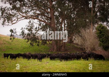 Schwarzes angus-Rindfleisch, das auf grünem Gras weidet Stockfoto