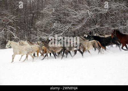 Stutenherde mit Fohlen, die schnell auf verschneiten Winterweiden im Freien galoppieren. Gruppe von Hauspferden, die im Winter auf der Winterwiese auf der ländlichen Ranch laufen. Stockfoto