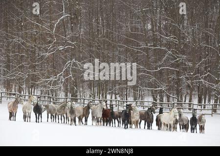 Stutenherde mit Fohlen, die schnell auf verschneiten Winterweiden im Freien galoppieren. Gruppe von Hauspferden, die im Winter auf der Winterwiese auf der ländlichen Ranch laufen. Stockfoto