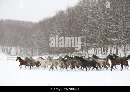 Stutenherde mit Fohlen, die schnell auf verschneiten Winterweiden im Freien galoppieren. Gruppe von Hauspferden, die im Winter auf der Winterwiese auf der ländlichen Ranch laufen. Stockfoto