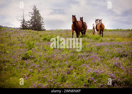 Vier Pferde, die durch ein Feld mit grünem Gras und Lupinen laufen Stockfoto