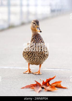 Eine orange-schwarze Ente posiert auf dem Dock mit einem Herbstblatt Stockfoto