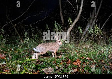 GER, Natur, Wildtiere im Wald / 17.11.2023, Wald, Lübeck, GER, Natur, Wildtiere im Wald, aufgenommen mit der Wildkamera im Bild / Bild zeigt Feldhase Lepus europaeus *** GER, Nature, Wildlife in the Forest 17 11 2023, Forest, Lübeck, GER, Nature, Wildtiere im Wald, aufgenommen mit der Wildtier-Kamera im Foto zeigt den europäischen Hasen Lepus europaeus Nordfoto GmbHxTauchnitz nph00059 Stockfoto