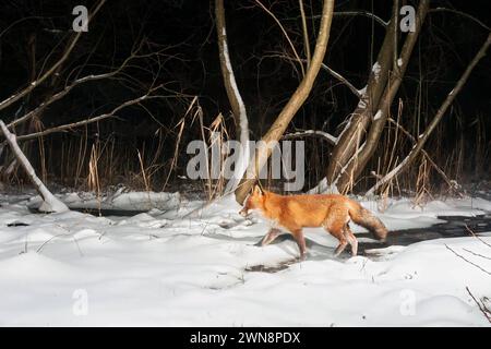 GER, Natur, Wildtiere im Wald / 08.01.2024, Wald, Lübeck, GER, Natur, Wildtiere im Wald, aufgenommen mit der Wildkamera im Bild / Bild zeigt Rotfuchs Vulpes vulpes / Fuchs im Schnee *** GER, Nature, Wildlife in the Forest 08 01 2024, Forest, Lübeck, GER, Nature, Wildtiere im Wald, aufgenommen mit der Wildtier-Kamera im Foto zeigt Rotfuchs Vulpes vulpes Fuchs im Schnee Nordfoto GmbHxTauchnitz nph00059 Stockfoto