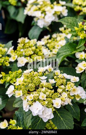 Weißes, vollständig doppeltes Hortensie-Makrophylla (bigleaf-Hortensie) „Hochzeitskleid“ wächst und blüht im RHS Garden Wisley Stockfoto